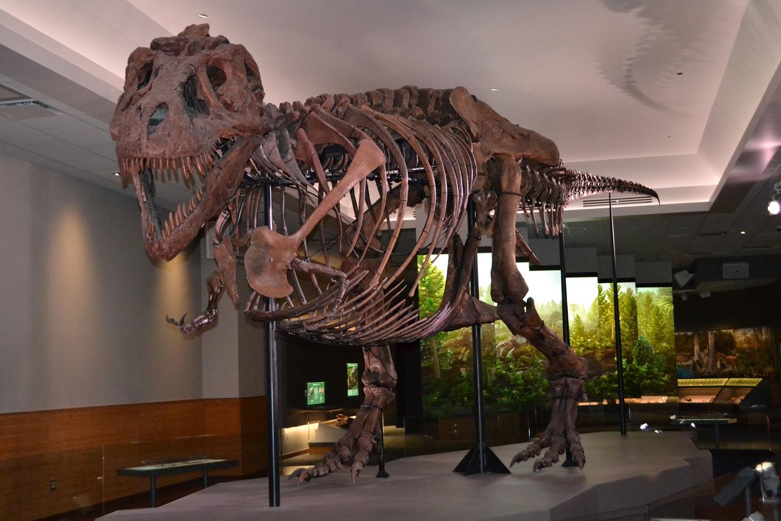A Look Inside Sue the T. Rexâs New âPrivate Suiteâ at The Field Museum | Chicago News | WTTW